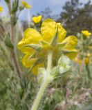 Potentilla taurica. Верхушка побега с соцветием с цветком и бутоном. Краснодарский край, м/о г. Новороссийск, окр. пос. Верхнебаканский, гора Раевская, задернованное скальное обнажение. 18.05.2019.