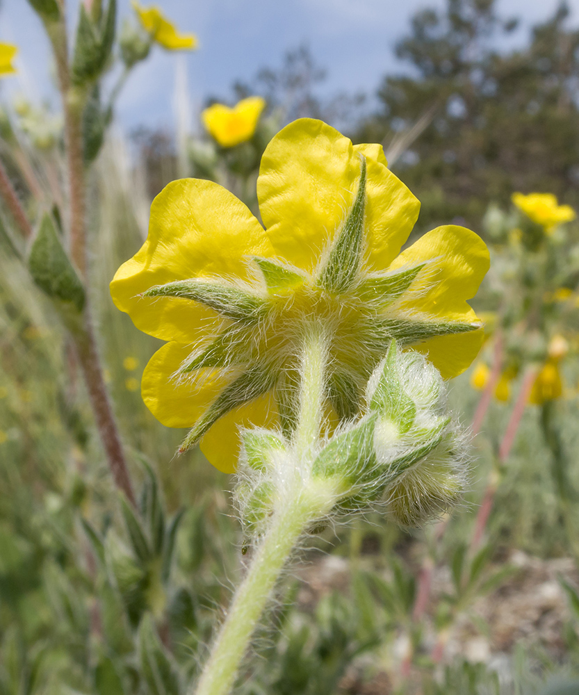 Изображение особи Potentilla taurica.