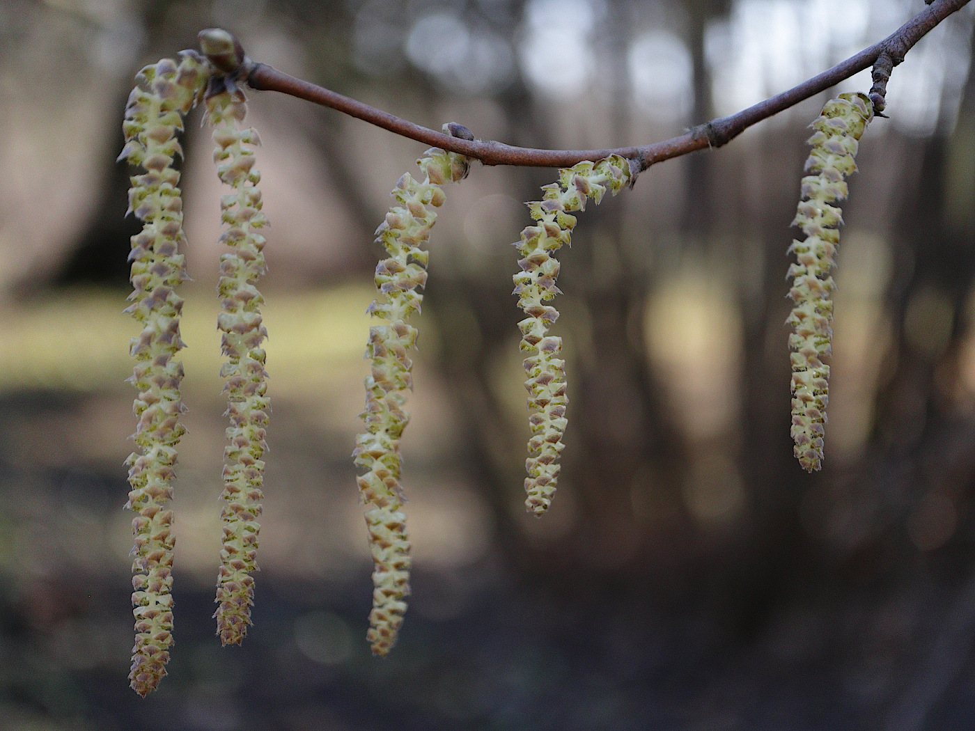 Image of Corylus cornuta specimen.