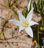 Ornithogalum neurostegium