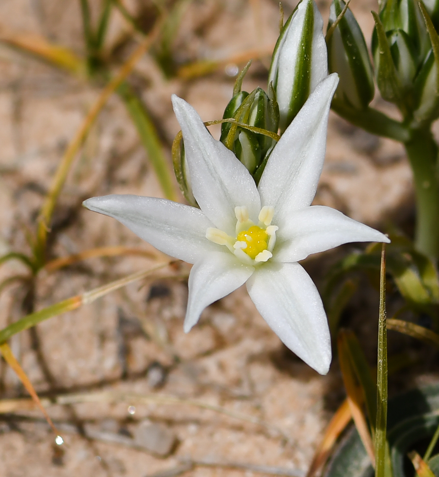 Image of Ornithogalum neurostegium specimen.