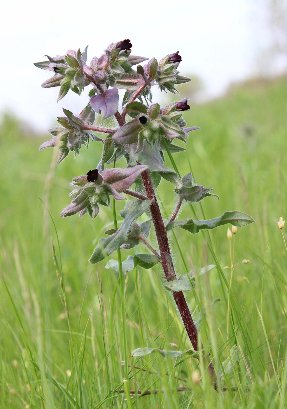 Image of Nonea rossica specimen.