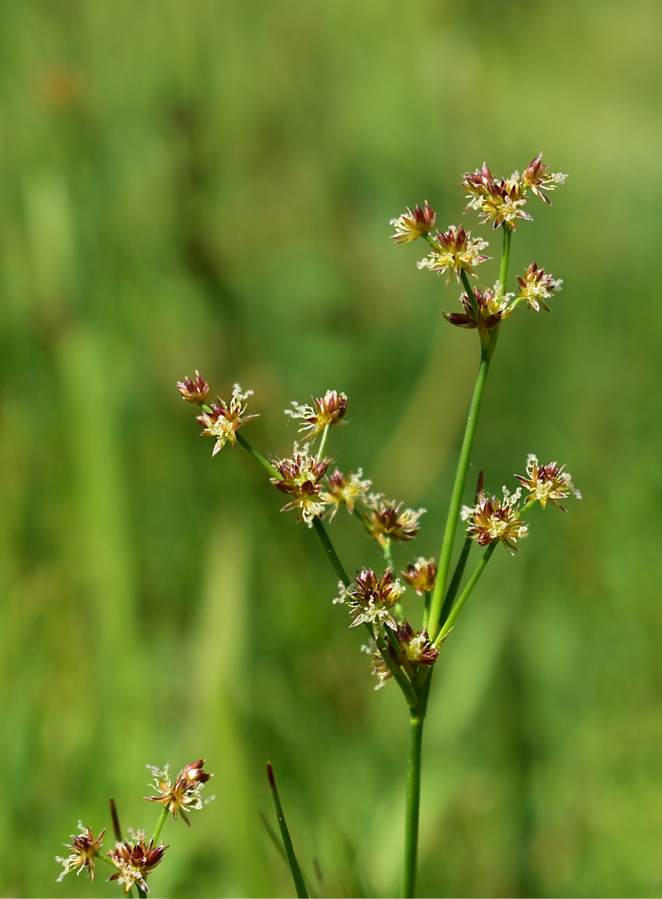 Image of Juncus articulatus specimen.