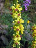 Verbascum nigrum. Верхняя часть соцветия. Украина, Ивано-Франковская обл., Надворнянский р-н, южные окрестности с. Максимец, берег ручья. 31 августа 2010 г.