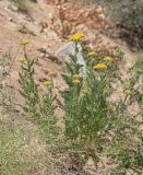 Achillea filipendulina