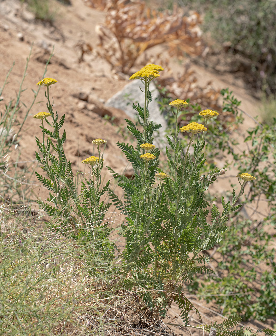 Изображение особи Achillea filipendulina.