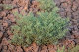 семейство Chenopodiaceae. Вегетирующее растение. Краснодарский край, Темрюкский р-н, окр. пос. Кучугуры, мыс Пеклы, глинистый склон. 02.07.2021.