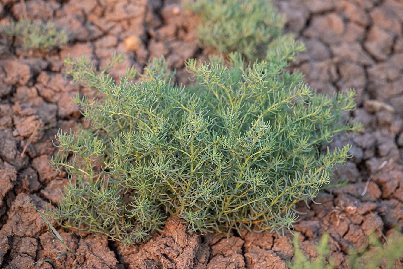 Image of familia Chenopodiaceae specimen.