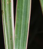 Dracaena marginata. Часть листа. Израиль, Шарон, г. Тель-Авив, ботанический сад тропических растений. 20.07.2021.
