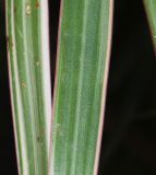 Dracaena marginata