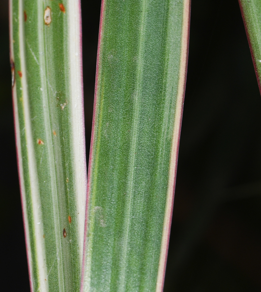 Image of Dracaena marginata specimen.