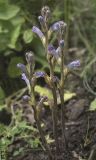 Phelipanche purpurea. Цветущие растения. Карачаево-Черкесия, Малокарачаевский р-н, долина р. Хасаут, около 1750 м н.у.м., субальпийский луг с заметным влиянием выпаса. 09.07.2021.