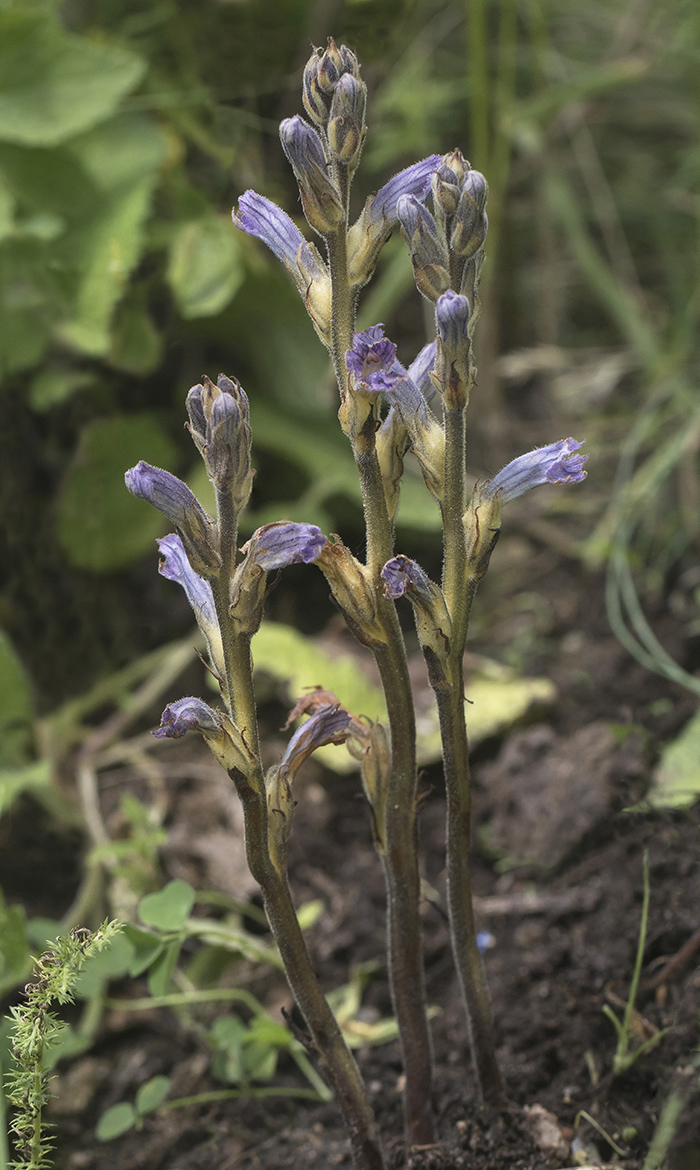 Image of Phelipanche purpurea specimen.