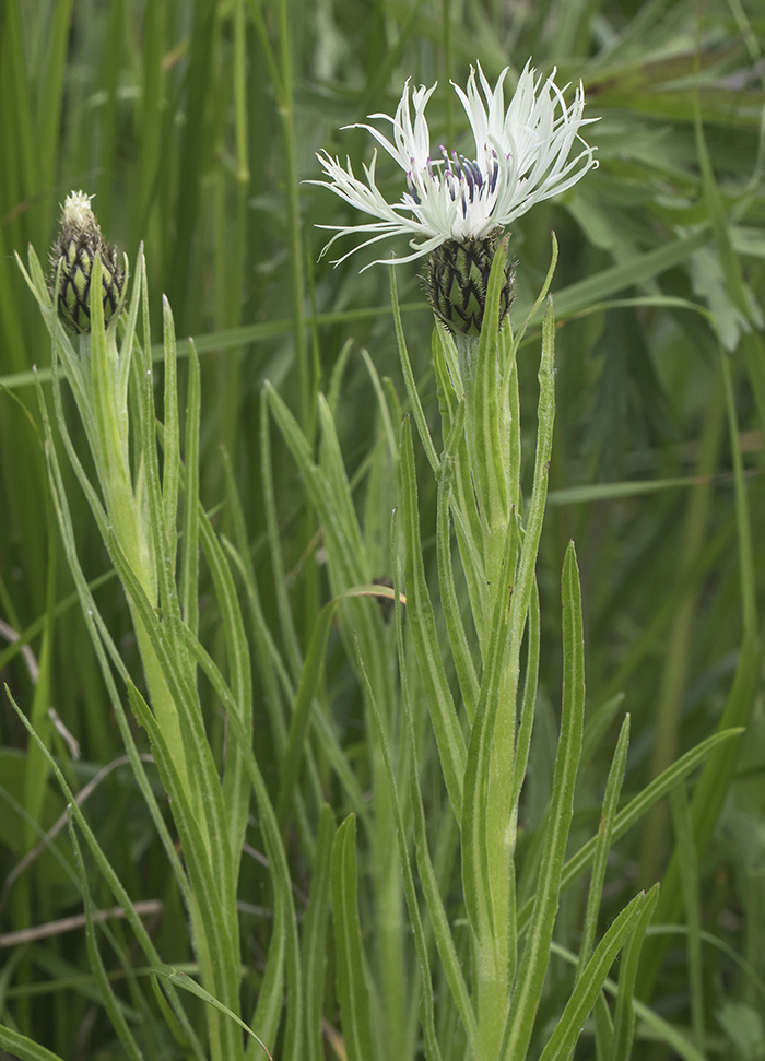 Image of Centaurea cheiranthifolia specimen.