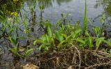 Rorippa amphibia. Часть доцветающего растения. На переднем плане розетки листьев и придаточные корни в узлах ползучего (плавающего) корневища. Свердловская обл., Красноуфимский округ, Усть-Машский сельский совет, окр. дер. Русский Усть-Маш, в воде. 13 июня 2021 г.