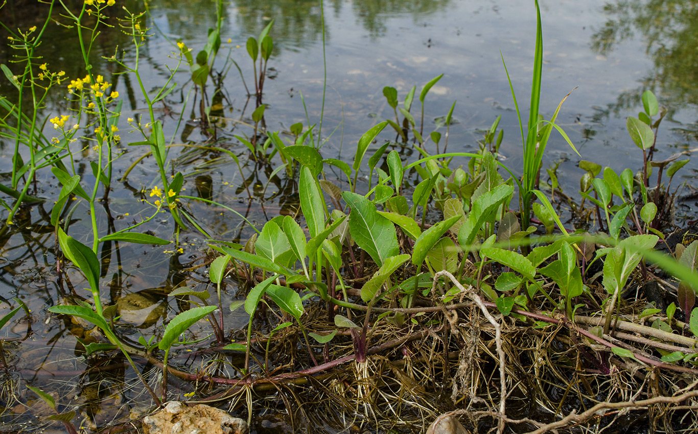 Image of Rorippa amphibia specimen.