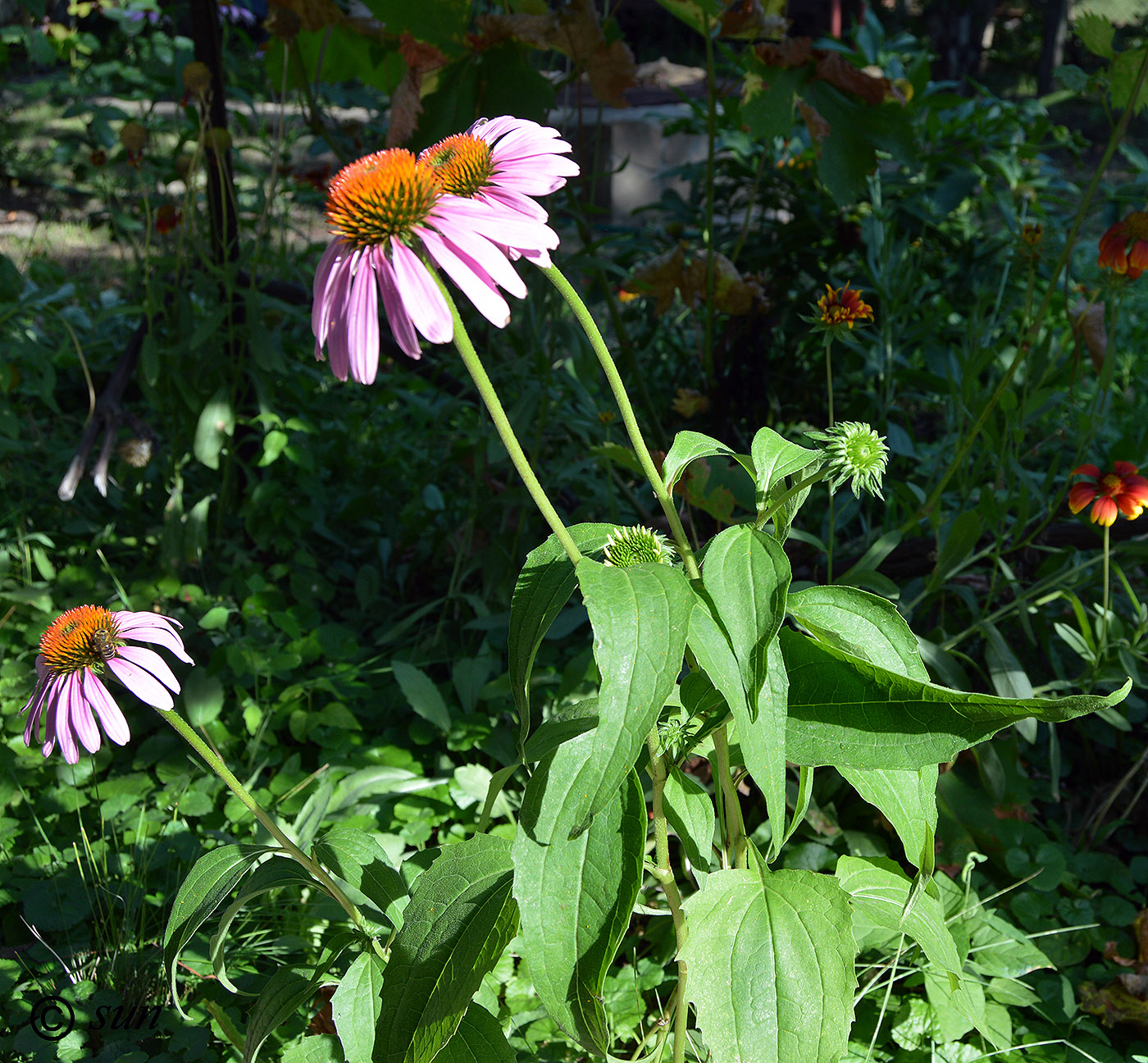 Изображение особи Echinacea purpurea.