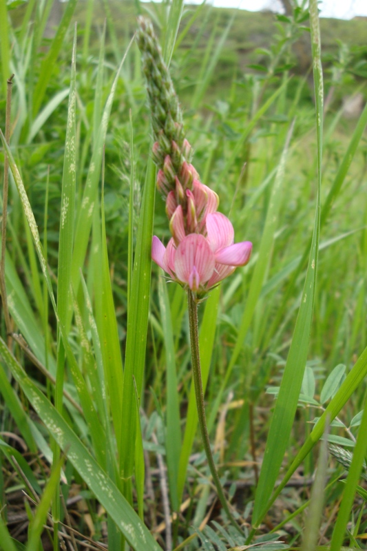 Image of Onobrychis cyri specimen.