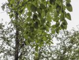 Betula maximowicziana. Верхушки веточек (видна абаксиальная поверхность листьев). Москва, ГБС РАН, дендрарий. 29.08.2021.