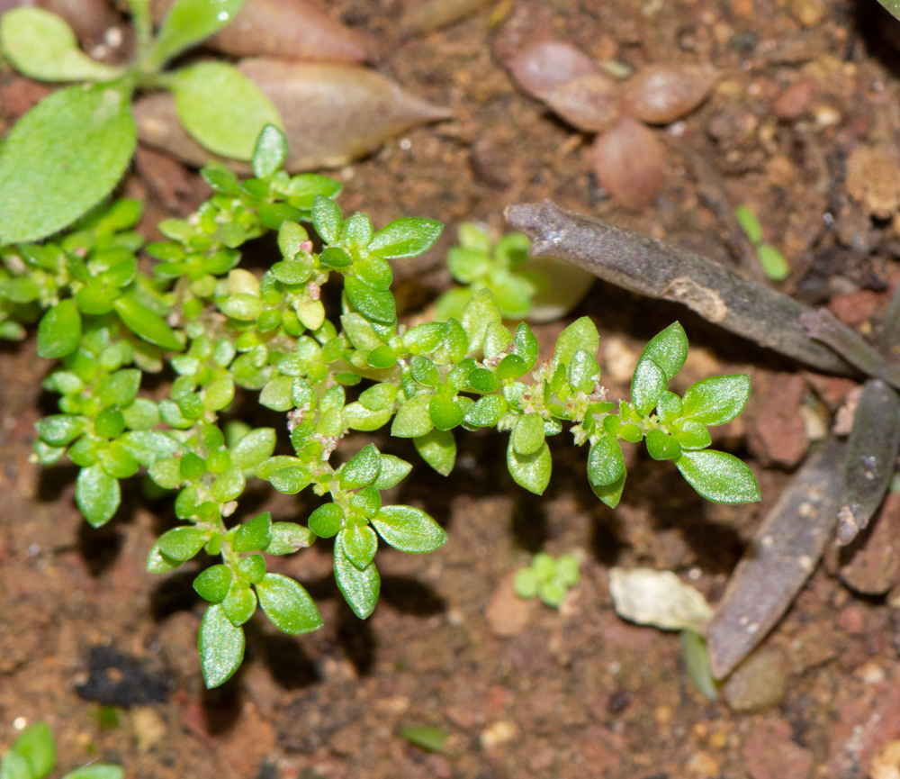 Изображение особи Pilea microphylla.