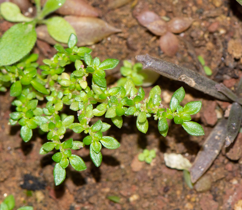 Image of Pilea microphylla specimen.