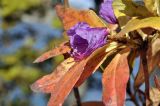 Rhododendron mucronulatum
