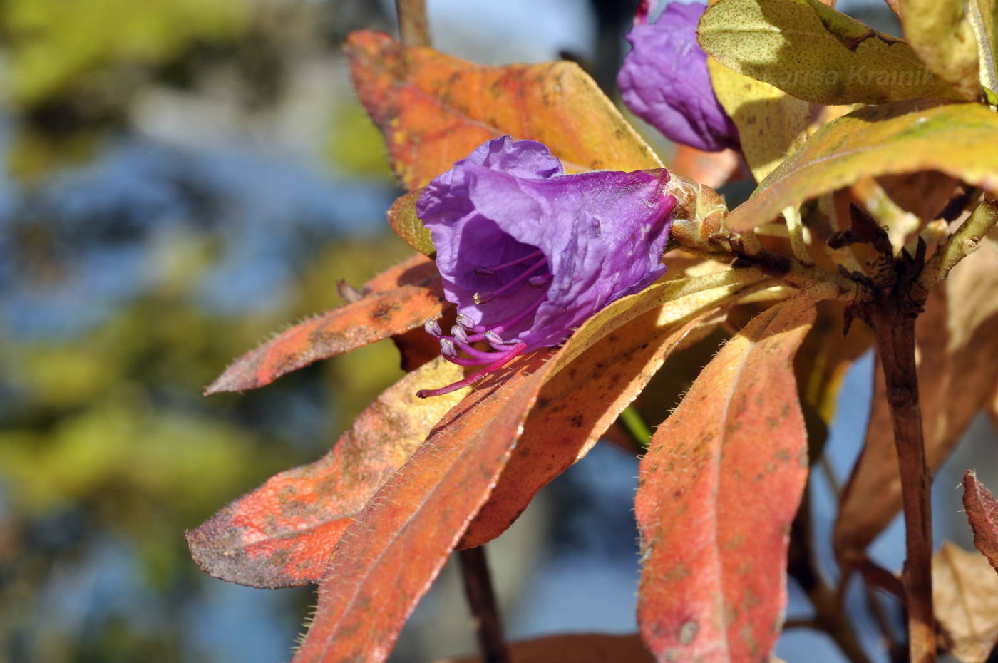 Image of Rhododendron mucronulatum specimen.