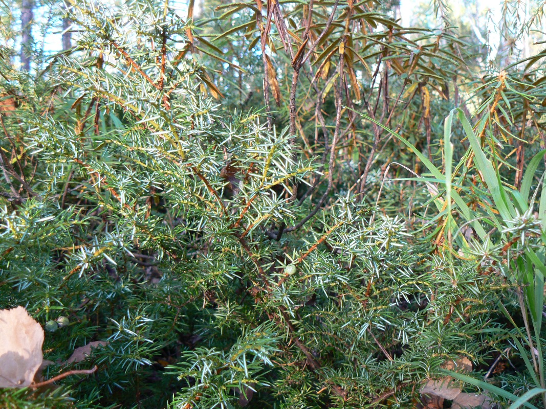 Изображение особи Juniperus sibirica.