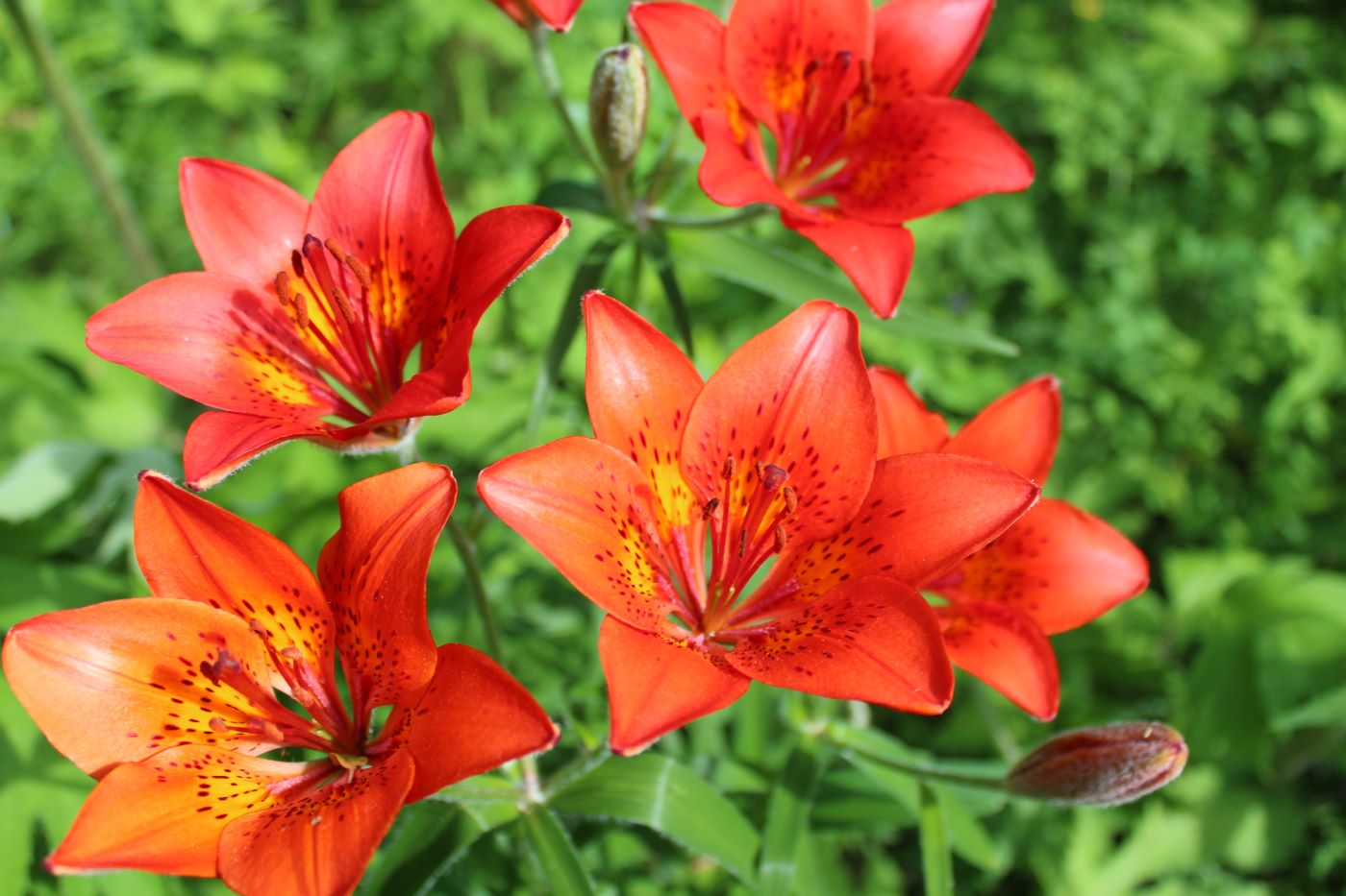 Image of Lilium pensylvanicum specimen.