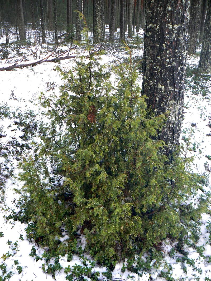 Image of Juniperus communis specimen.