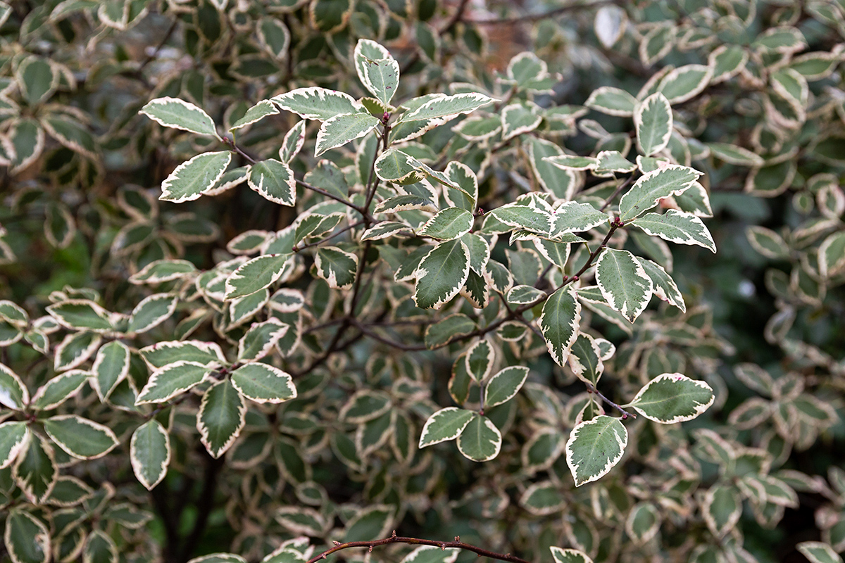 Image of genus Pittosporum specimen.