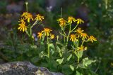 Senecio taraxacifolius. Цветущее растение. Республика Северная Осетия-Алания, Ирафский р-н, Большой Кавказ, правый берег р. Даргонком, у начала морены ледника Донисарцете, ≈ 2640 м н.у.м., альпийский луг. 05.07.2021.