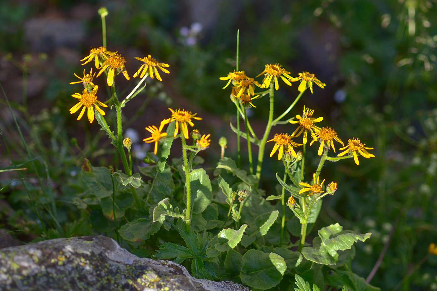 Image of Senecio taraxacifolius specimen.