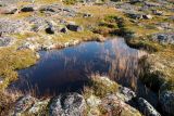 Calamagrostis neglecta. Плодоносящие растения в мелководном озерке. Мурманская обл., Кольский р-н, окр. с. Териберка к северу от оз. Секретарское, каменистая вороничная приморская тундра. 19.09.2021.