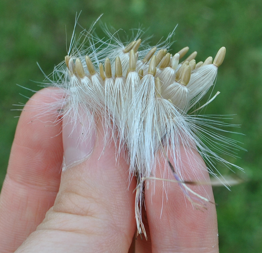 Image of Carduus thoermeri specimen.