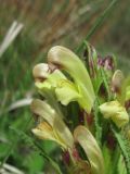 род Pedicularis