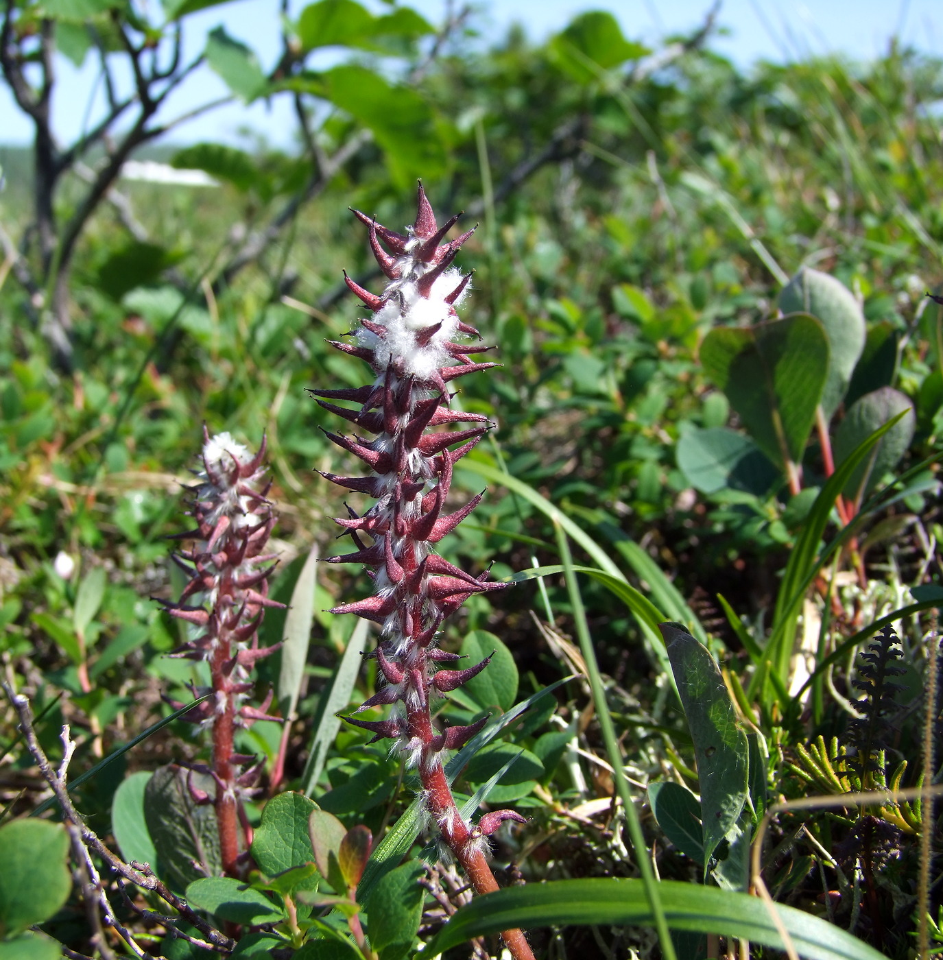 Image of Salix alexii-skvortzovii specimen.