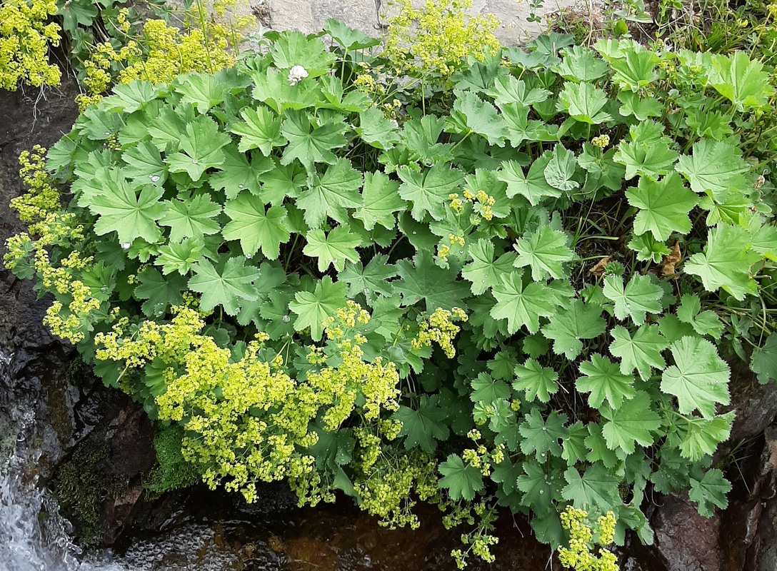 Изображение особи род Alchemilla.