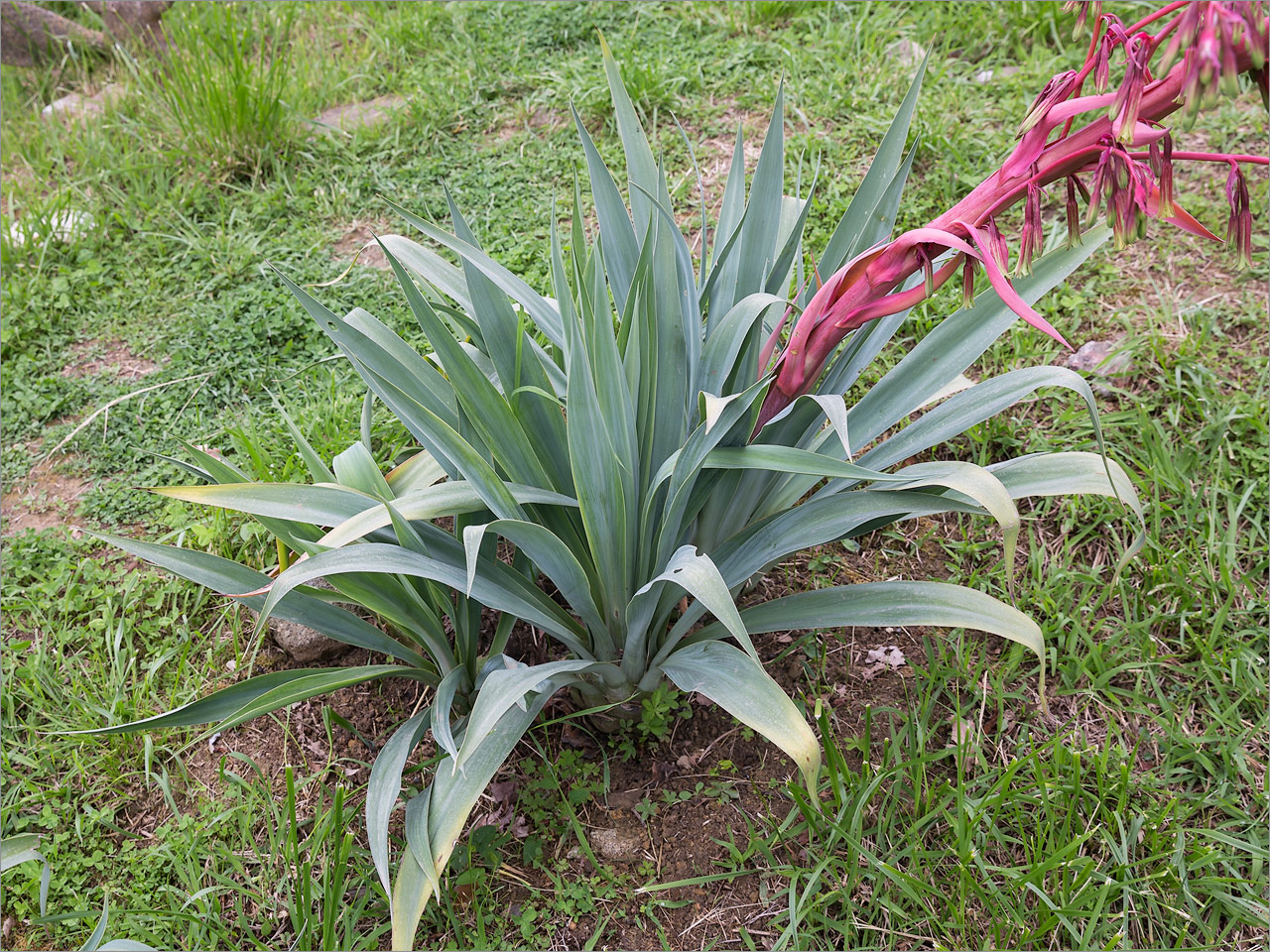 Изображение особи Beschorneria bracteata.