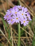 Primula fistulosa. Соцветие. Приморский край, Уссурийский ГО, окр. с. Утёсное, сырой луг. 28.04.2022.