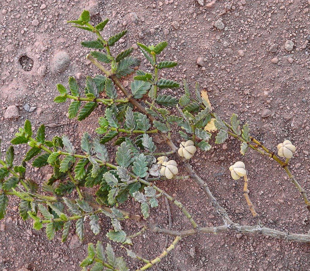 Изображение особи Larrea nitida.