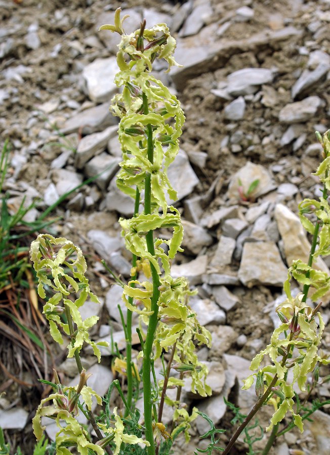 Image of Matthiola daghestanica specimen.