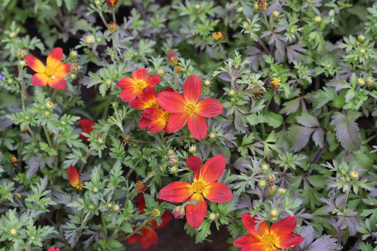 Image of Bidens triplinervia specimen.