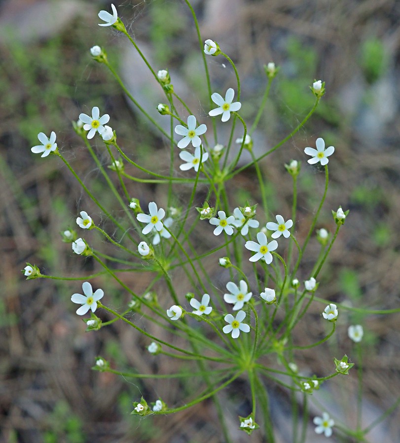 Image of Androsace septentrionalis specimen.