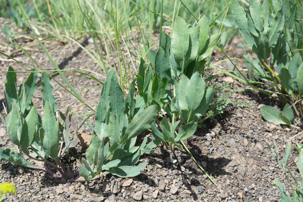 Изображение особи Falcaria vulgaris.