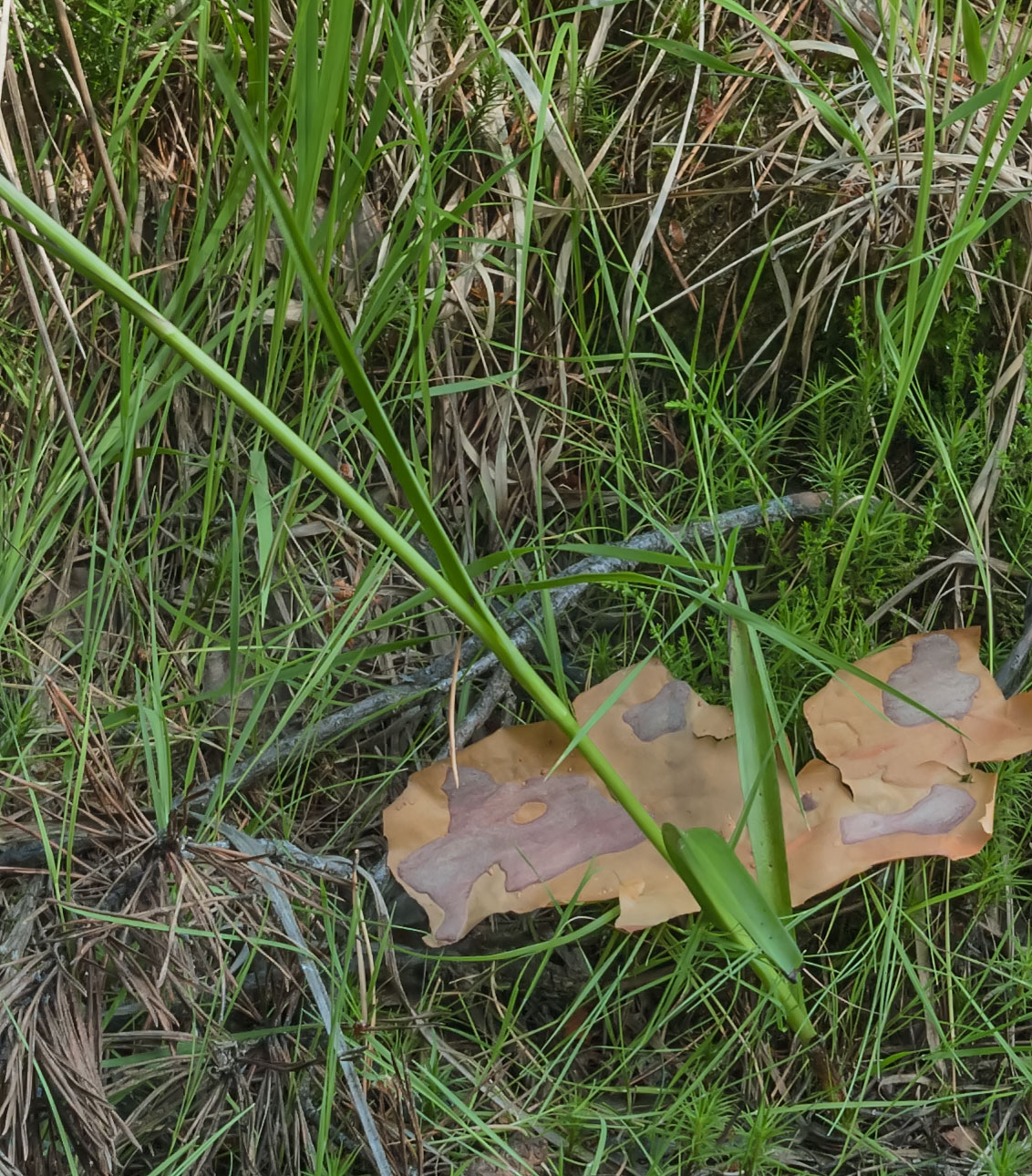 Image of Dactylorhiza maculata specimen.