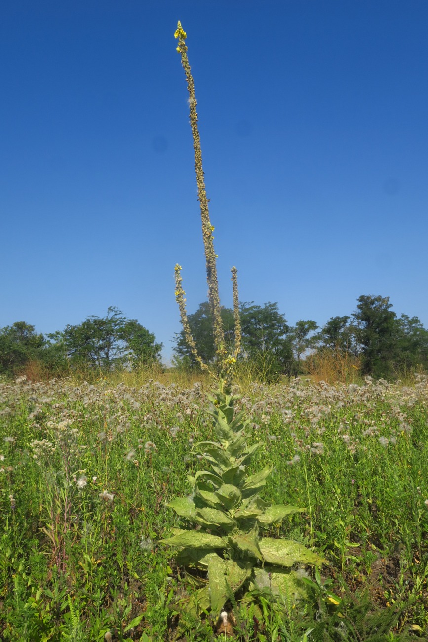 Изображение особи Verbascum phlomoides.