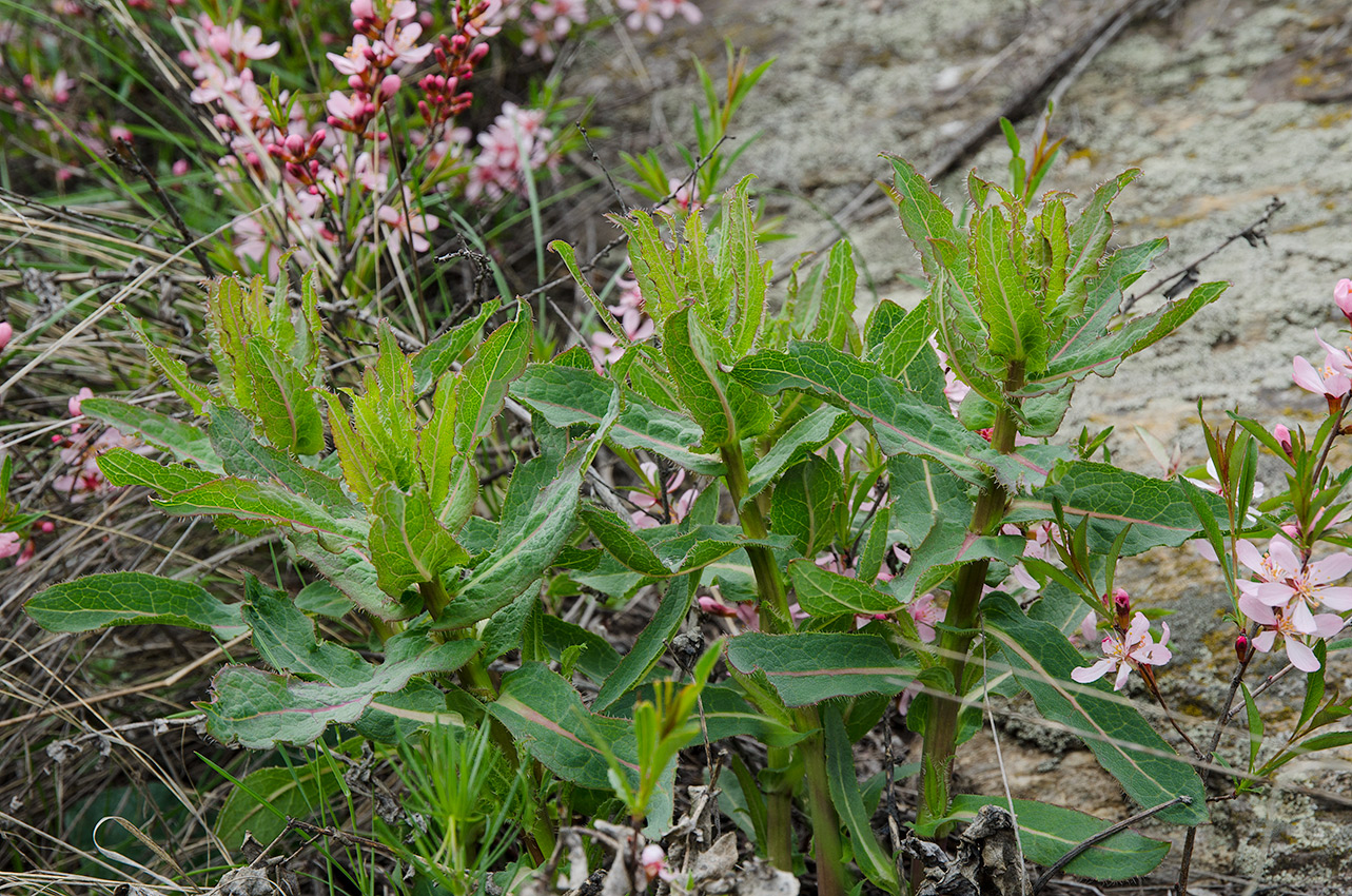 Изображение особи род Hieracium.