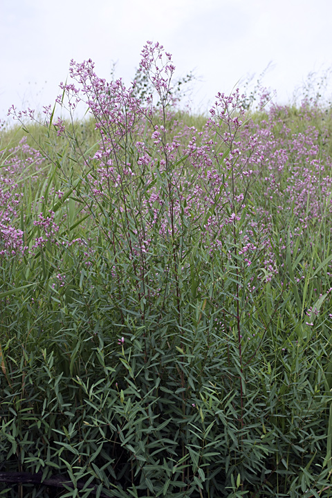 Изображение особи Trachomitum lancifolium.