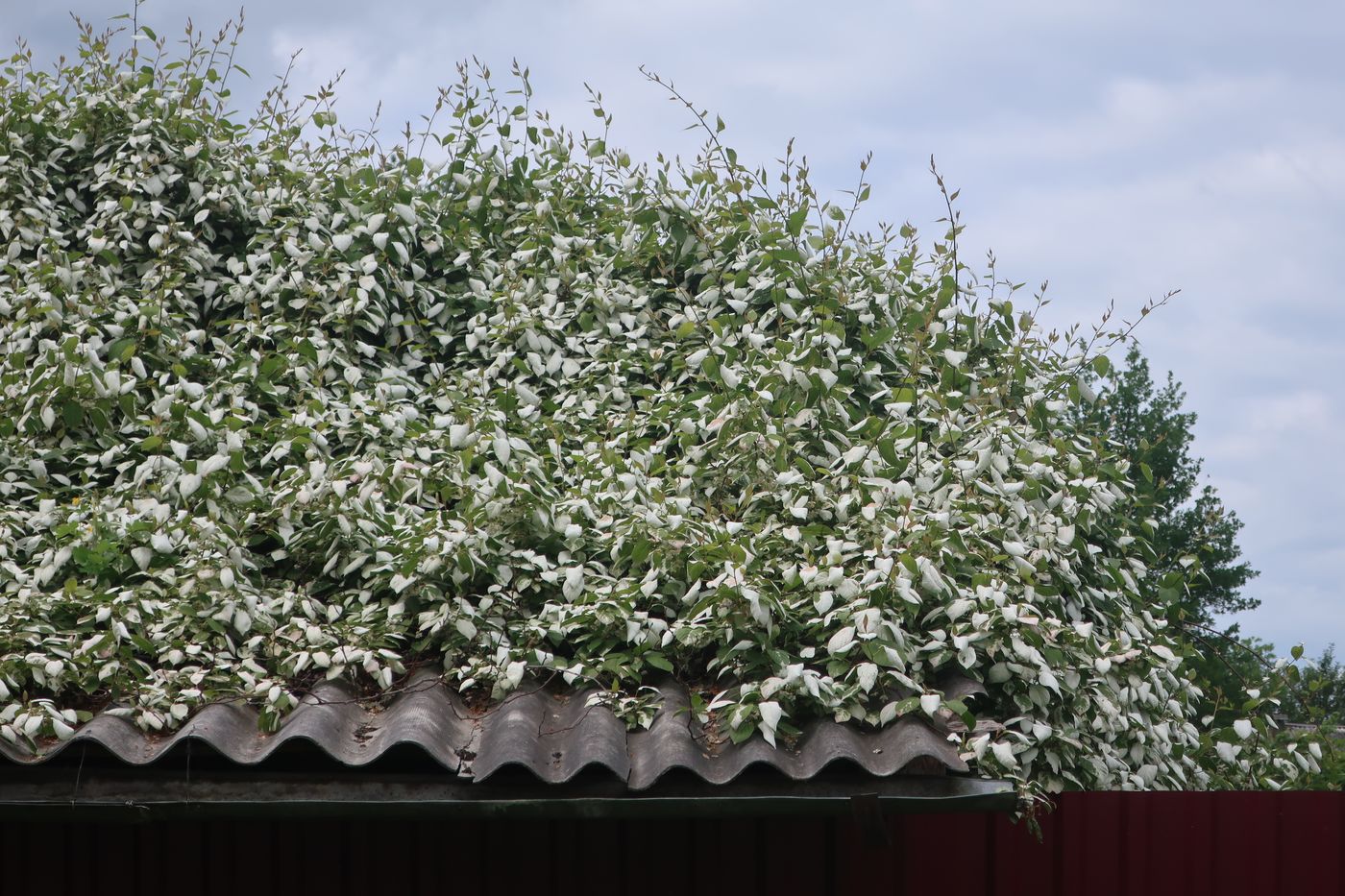 Изображение особи Actinidia kolomikta.